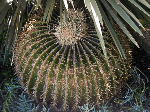 Cactus,Alameda Gardens