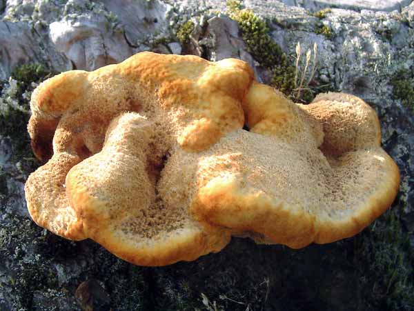 Linford Bottom,Bracket Fungus