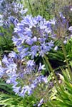 Agapanthus Outdoor Biome