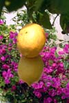 Lemons Warm Temperate Biome