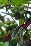 Coffee Humid Tropics Biome