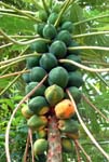 Pawpaw Humid Tropics Biome