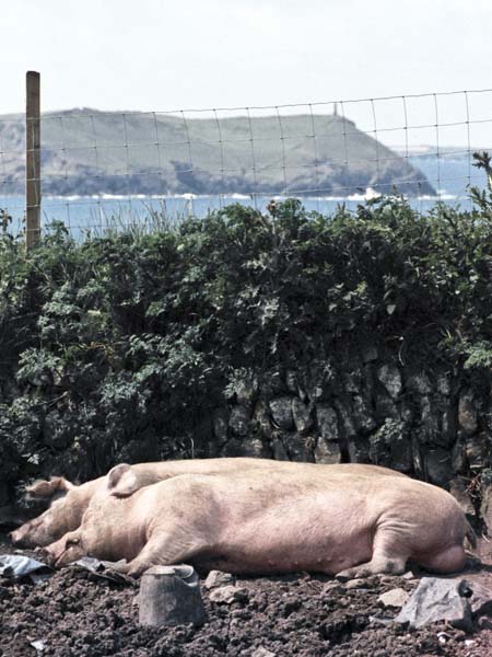 The Rumps,Pentire Point,Padstow,Animals,Pigs