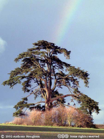 Witchampton,Cedar,Tree