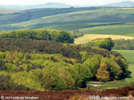 Martinstown,Portesham,Black Down