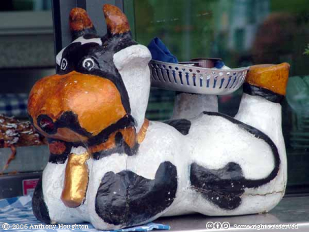 Kleine Scheidegg,Cow,Tray