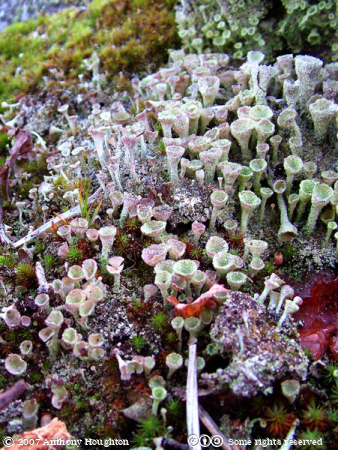 Lichen