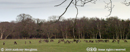 Deer,Arne