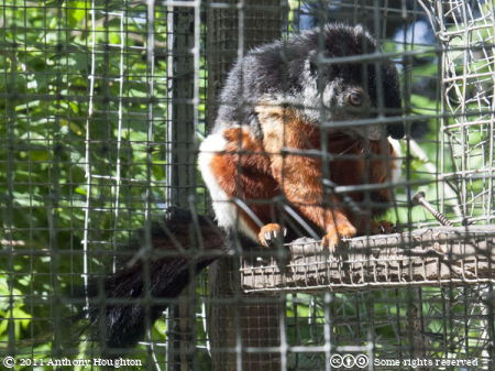 Prevost Squirrel,AWCP,Alameda Wildlife Consevation Park,Zoo