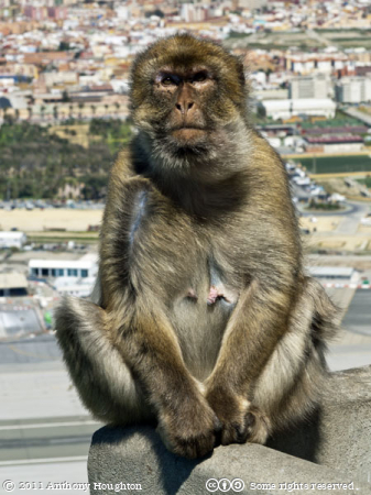 Mother Barbary Macaque,Monkey,Gibraltar Ape