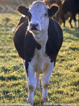 Friesian,Cow