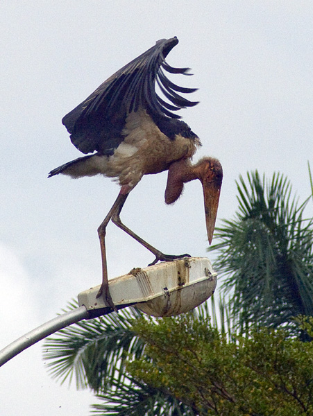 Marabou Stork,Bird,Kampala