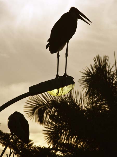 Marabou Stork,Bird,Kampala