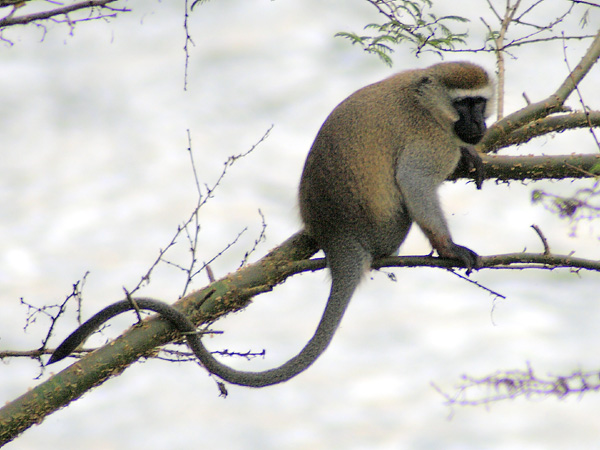 Vervet Monkey,Chlorocebus pygerythrus