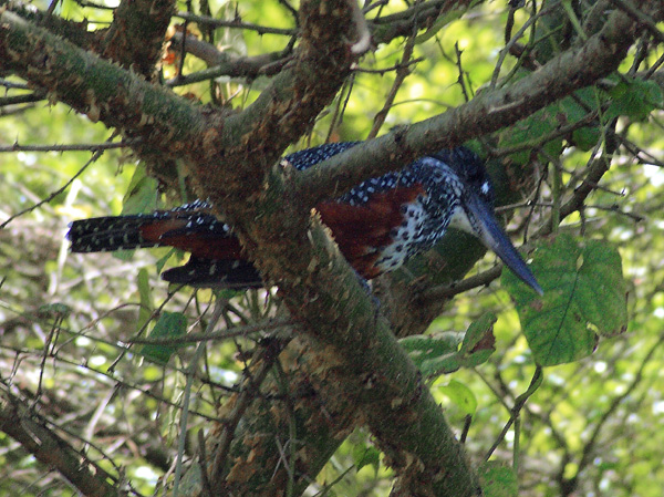 Giant Kingfisher,Megaceryle maxima,Bird