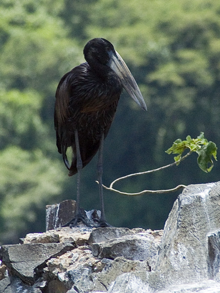 Open Billed,Open-billed Stork,Bird