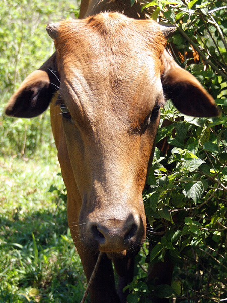 Cow,Naminya