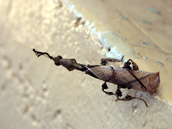 Leaf Insect,Kitgum