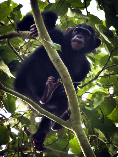 Chimpanzee,Ape,Primate,Kyambura Gorge,QENP,Queen Elizabeth National Park