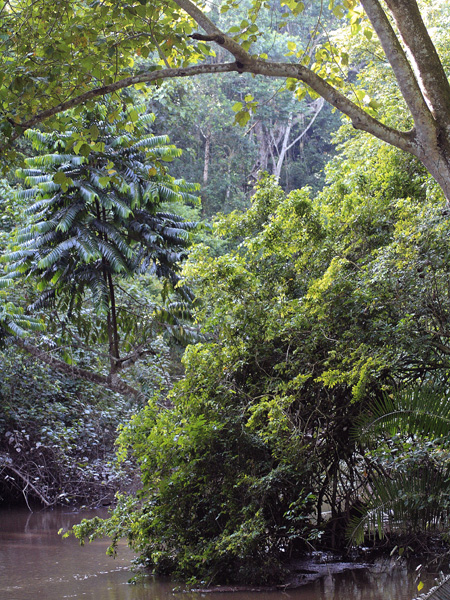 River,Kyambura Gorge,QENP,Queen Elizabeth National Park
