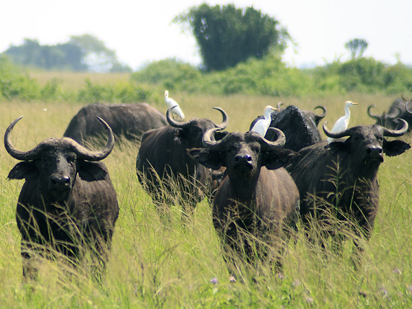 Buffalo,Syncerus caffer,Mweya,QENP,Queen Elizabeth National Park