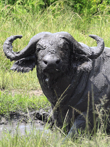 Buffalo,Syncerus caffer,Mweya,QENP,Queen Elizabeth National Park
