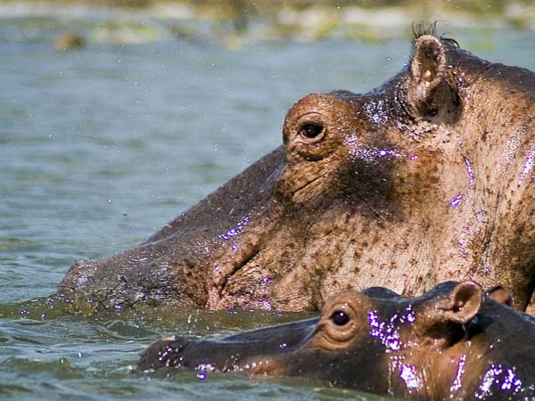 Hippos,Hippopotamuses,Kazinga Channel,QENP,Queen Elizabeth National Park