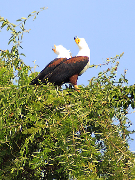 Fish Eagles,Birds,Kazinga Channel,QENP,Queen Elizabeth National Park