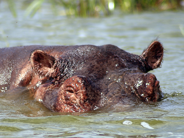 Hippo,Hippopotamus,Kazinga Channel,QENP,Queen Elizabeth National Park