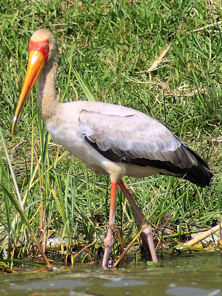Yellow-billed Stork,Bird,Kazinga Channel,QENP,Queen Elizabeth National Park