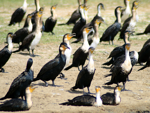 Cormorants,Birds,Kazinga Channel,QENP,Queen Elizabeth National Park