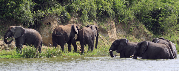 Elephants,Kazinga Channel,QENP,Queen Elizabeth National Park