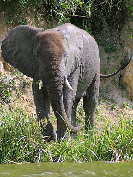Elephant,Kazinga Channel,QENP,Queen Elizabeth National Park