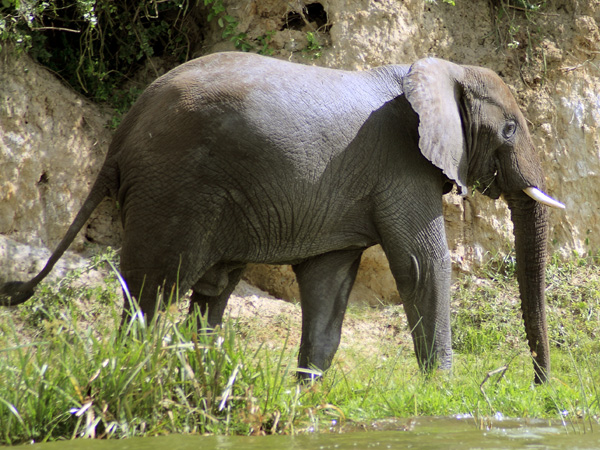 Elephant,Kazinga Channel,QENP,Queen Elizabeth National Park