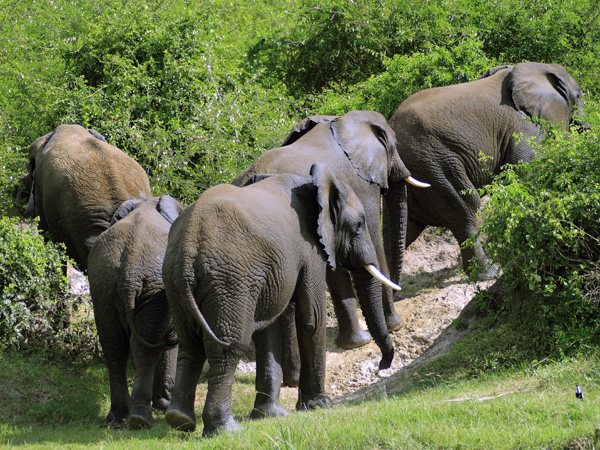 Elephants,Kazinga Channel,QENP,Queen Elizabeth National Park