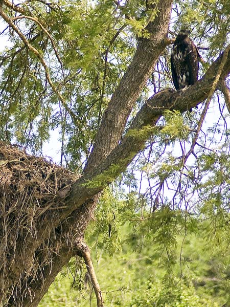 Fish Eagle,Bird,Hammerkop Nest,QENP,Queen Elizabeth National Park
