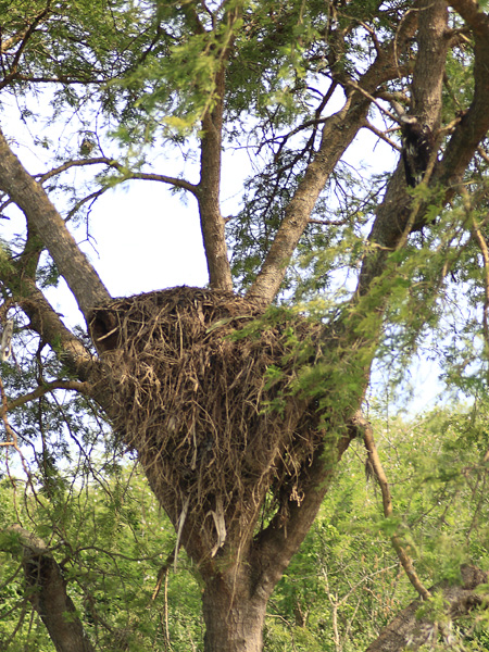 Hammerkop Nest,Kazinga Channel,QENP,Queen Elizabeth National Park