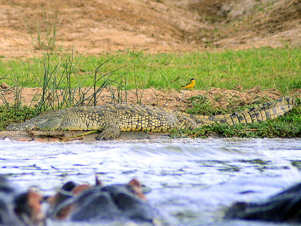 Crocodile,Reptile,Kazinga Channel,Crocodylus Niloticus,QENP,Queen Elizabeth National Park