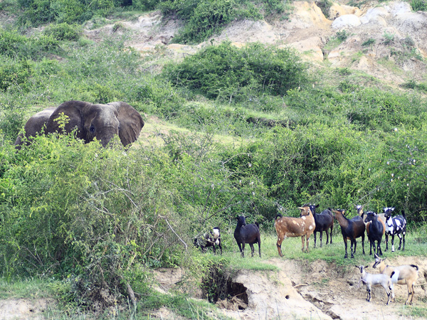 Elephant,Goats,Kazinga Channel,QENP,Queen Elizabeth National Park