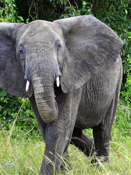 Elephant,Mweya,QENP,Queen Elizabeth National Park