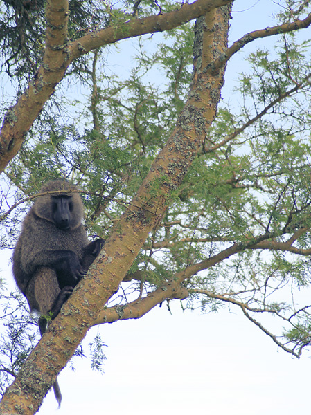 Baboon,Ape,Primate,Ishasha,QENP,Queen Elizabeth National Park