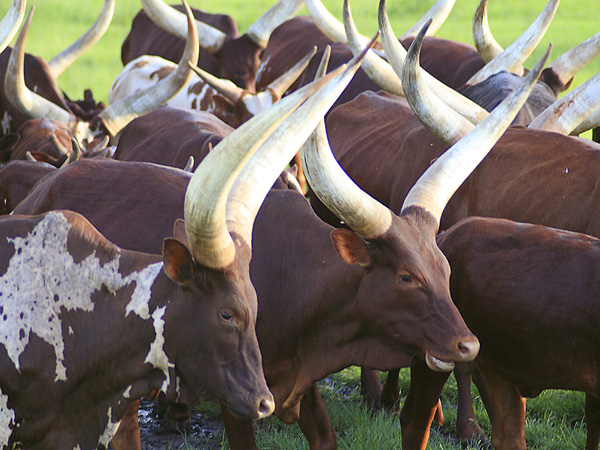 Ankole Cattle,Cows,Lake Mburo National Park