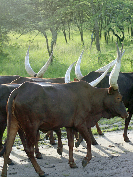 Ankole Cattle,Cows,Lake Mburo National Park