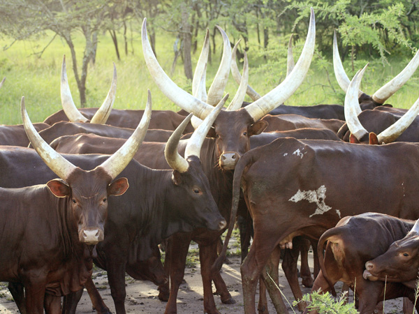 Ankole Cattle,Cows,Lake Mburo National Park