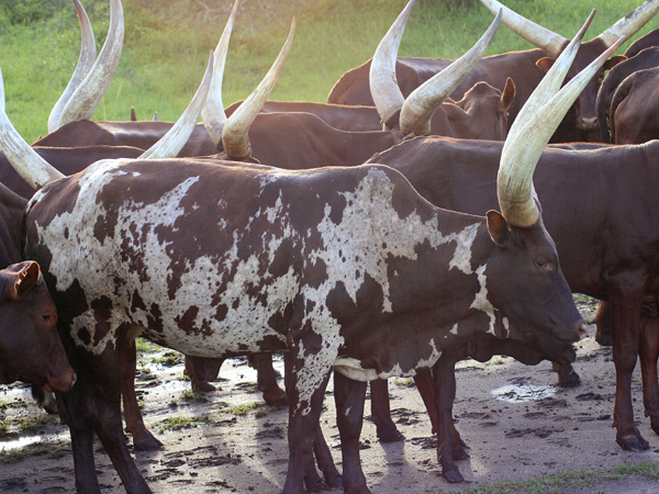 Ankole Cattle,Cows,Lake Mburo National Park