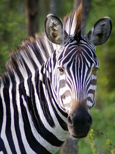 Burchellʼs Zebra,Horse,Equus quagga,Lake Mburo National Park