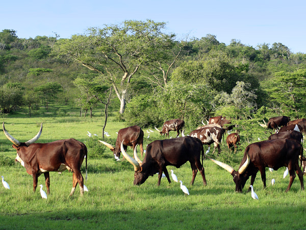Ankole Cattle,Cows,Lake Mburo National Park