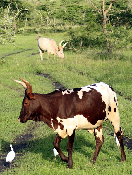 Ankole Cattle,Cows,Lake Mburo National Park