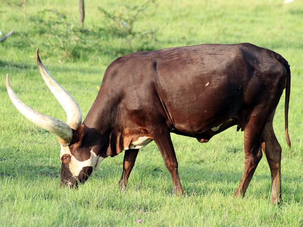 Ankole Cow,Lake Mburo National Park