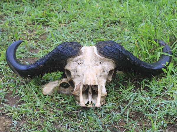 Buffalo Skull,Syncerus caffer,Lake Mburo National Park